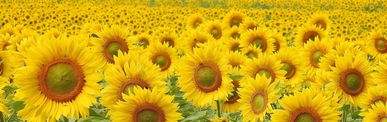 sunflowers, blossom, bloom-1497365.jpg